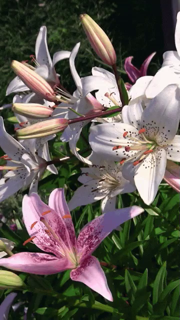 Flowers Blowing In The Wind Gifs Tenor