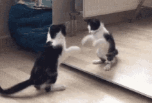 Peow8 Cats GIF - Peow8 Cats Kittens GIFs