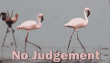 Flamingo Gifs Tenor