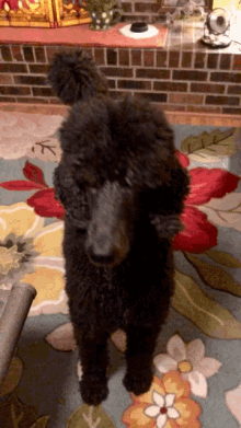 Poodle Gifs Tenor