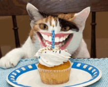 Funny Birthday Cat GIFs | Tenor