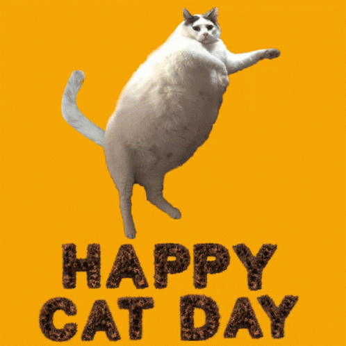 Cat Day Happy Cat Day GIF