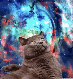 宇宙ねこ うちゅうねこ 宇宙猫 Gif Spacecat Discover Share Gifs