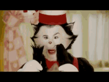 cat in the hat gif