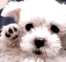Get Bye Gif Cute Dog Background