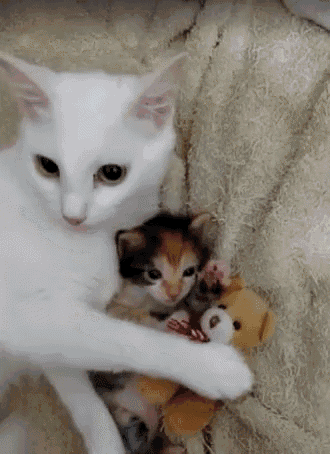 Cute Cats GIF - Cute Cats - Discover & Share GIFs