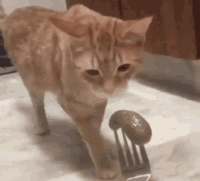 Cat Throwing Stuff Off Table Gif