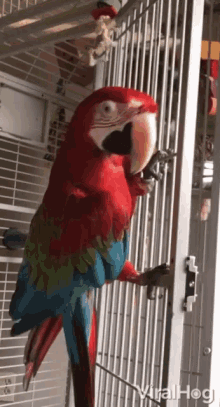 Dancing Parrot Gifs Tenor