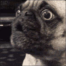 Disappointed Sad GIF - Disappointed Sad Pug GIFs