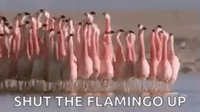 Flamingo Song Albert