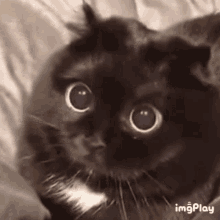 Cat Big Eyes GIFs | Tenor