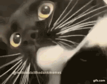 Cat Scream Meme / Screaming cats | the stress of keeping all my fandoms ...