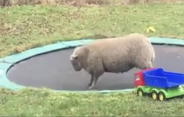 Sheep Jump Gif Sheep Jump Jumping Discover Share Gifs