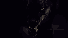 Hungry Wolf GIFs | Tenor