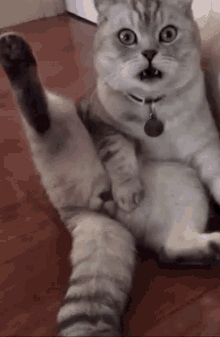 Shocked Cat Gifs Tenor