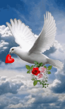photo of the flying dove   gif కోసం చిత్ర ఫలితం