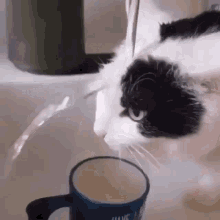 Cat Water GIF - CatWater - Discover & Share GIFs
