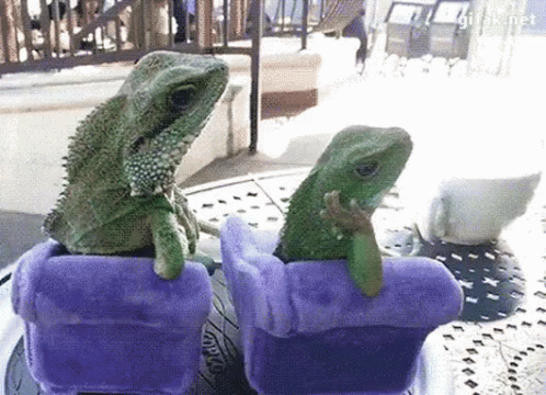 Lizards Chair Funny Animals GIF