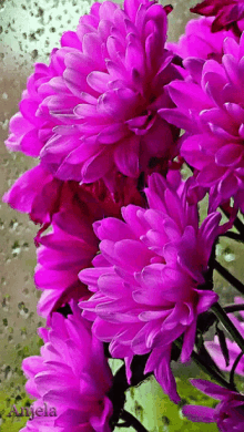Nice Pink Flowers Gifs Tenor Pink Flowers Gif Gifs