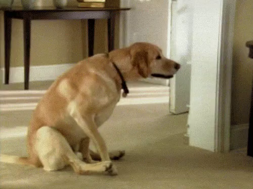 why do dogs scrape their bum on the floor
