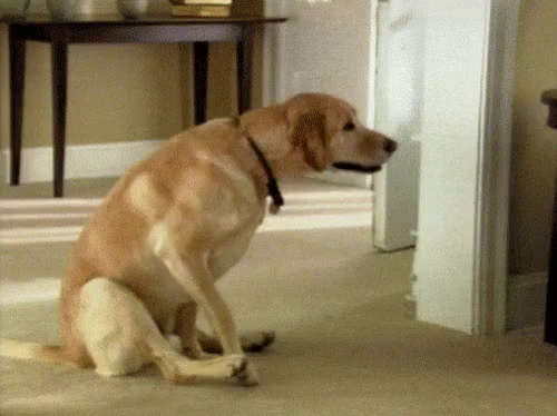 Dog Butt Gif Dog Butt Drag Discover Share Gifs