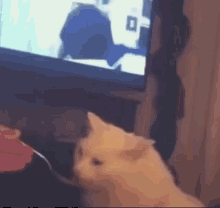 Funny White Cat Gifs Tenor