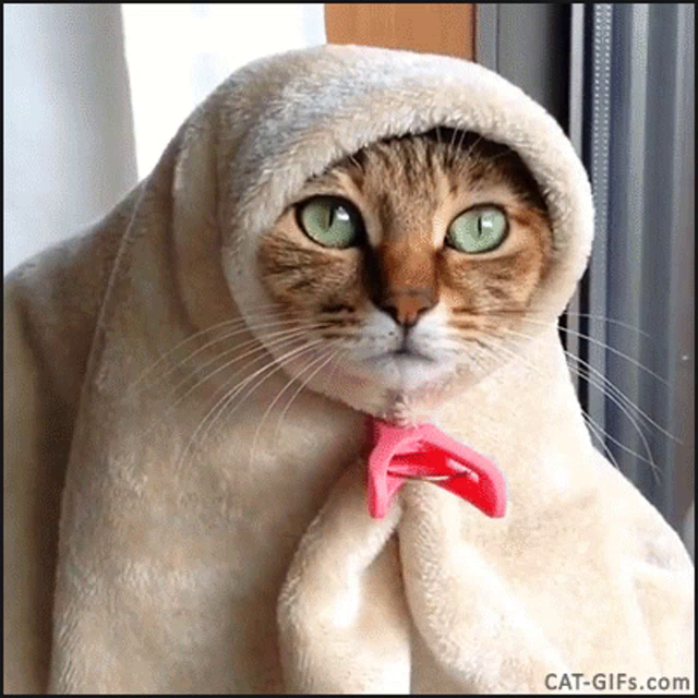 sad cat blanket
