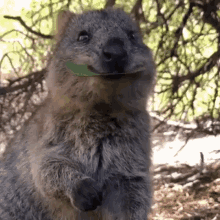 Wombat GIFs | Tenor