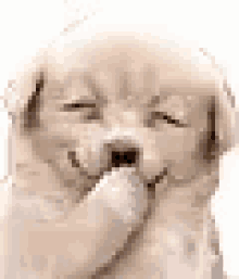 Featured image of post Gif Of Dog Laughing Make your own images with our meme generator or animated gif maker