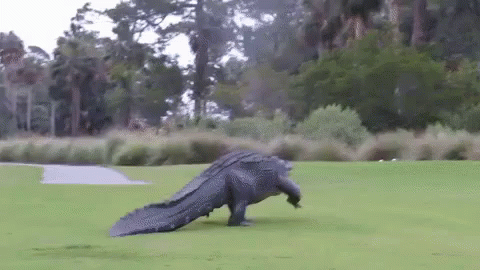 Alligator golf