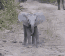 Elephant Baby GIFs | Tenor