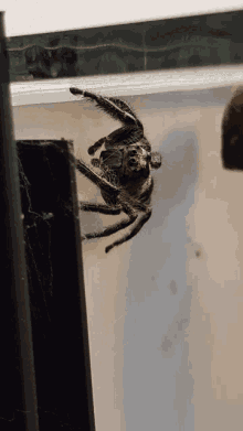 Jumping Spider Gifs Tenor
