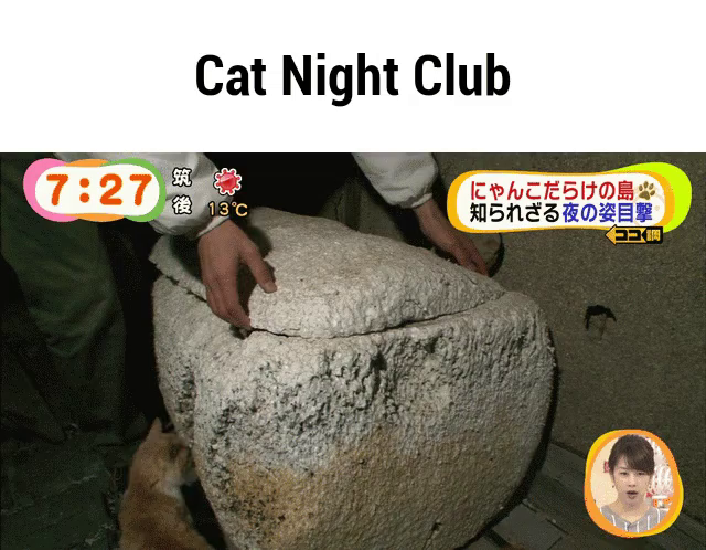 Cat Nightclub Gif Cat Nightclub Japan Discover Share Gifs