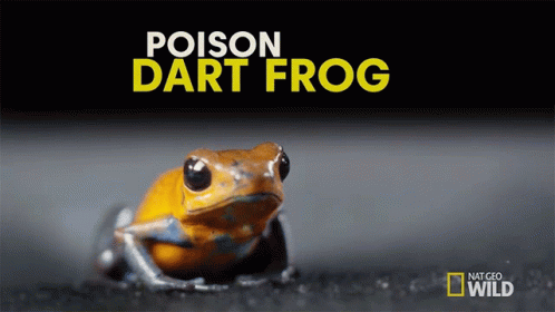 dart frog