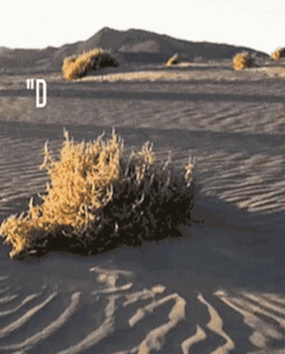 untitled.gif