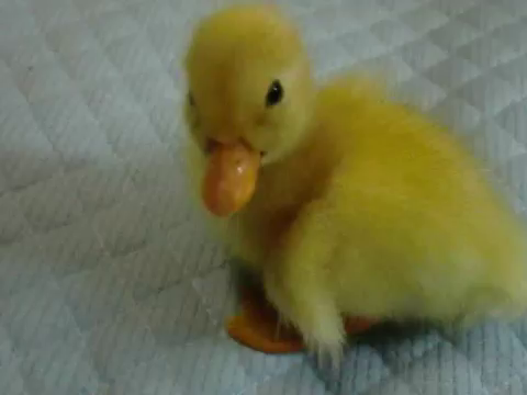 Baby Duck Gifs Tenor