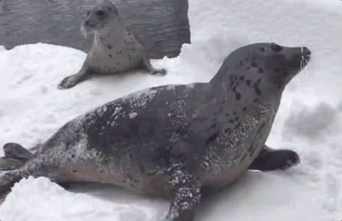 Seal Adorable GIF