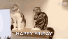 Friday Cat GIFs | Tenor