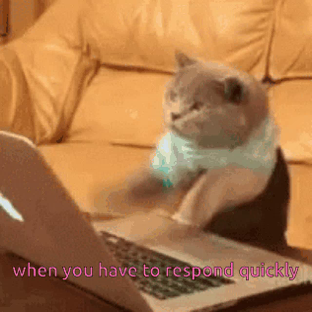 rons Animals Michael The Cat Gif ronsanimals Michaelthecat Whenyouhavetorespondquickly Discover Share Gifs