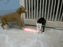 Kedi Köpek Dövüşü