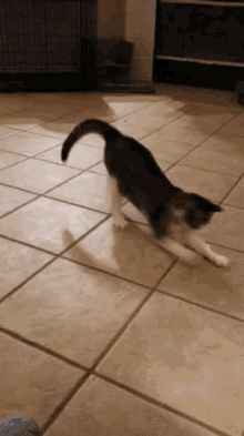 Cat Chasing Mouse Gifs Tenor