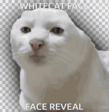 White Cat Meme Gifs Tenor