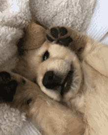Shy Puppy GIF - Shy Puppy GoldenRetriever - Discover & Share GIFs