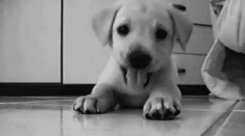 The popular Puppy GIFs everyone's sharing
