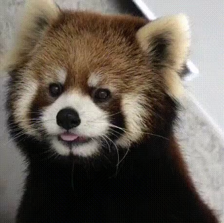 Red Panda Cute Gif Red Panda Cute Stare Discover Share Gifs