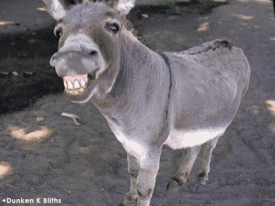 Image result for donkey smiling