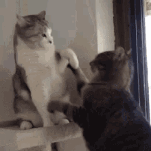 Funny Cat Fight Dont Touch Me GIF - FunnyCatFight DontTouchMe - Descubre &  Comparte GIFs