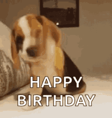 Happy Birthday Puppy Gifs Tenor