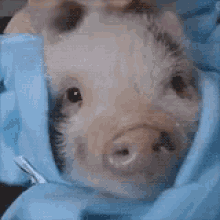 Image of funny baby pig gif