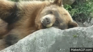 bear sleeping